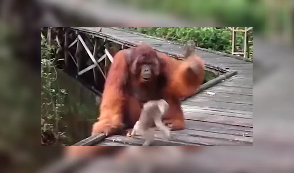 Mono bebé quita plátano a enorme orangután, sin imaginar que el“karma” le daría un duro castigo [VIDEO] 