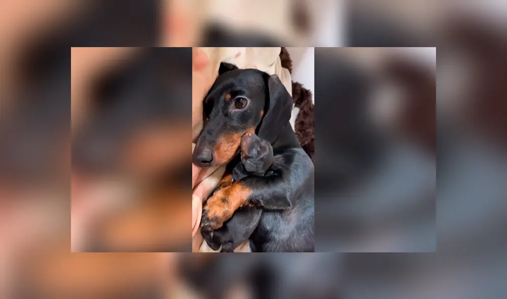 Desliza las imágenes para apreciar la amorosa acción de una perrita para presentar a su cría con su dueña. Foto: Captura.