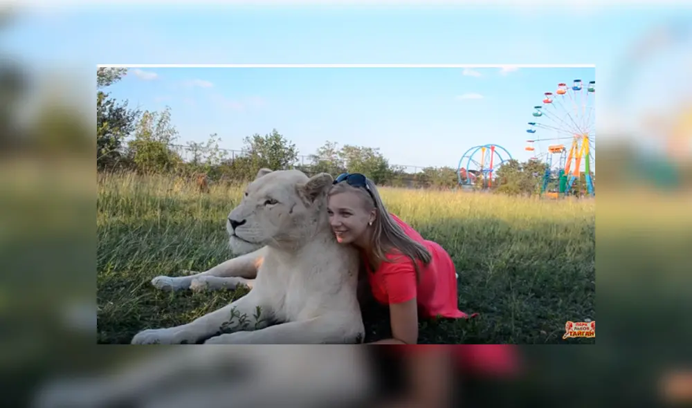 Desliza hacia la izquierda para ver las divertidas fotos que se tomó una mujer junto a la enorme leona en el zoológico y se ha vuelto viral en YouTube. Desliza hacia la izquierda para ver las divertidas fotos que se tomó una mujer junto a la enorme leona en el zoológico y se ha vuelto viral en YouTube.