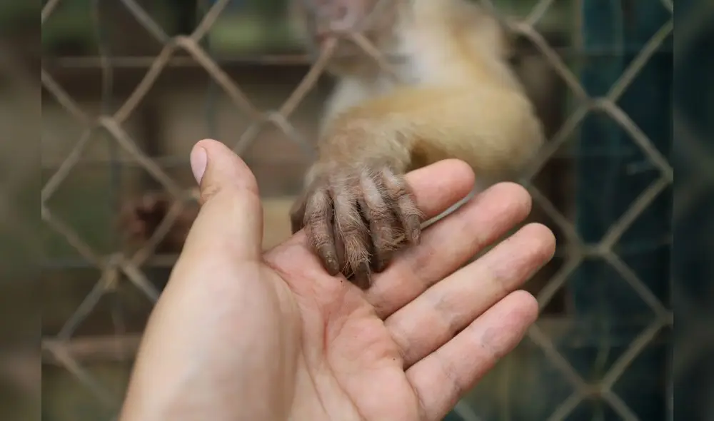 Conoce el Parque Natural de Pucallpa, un zoológico en medio de la selva [FOTOS]