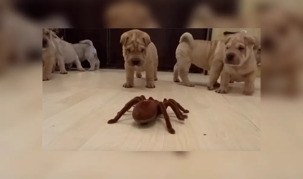 Cachorros reaccionan inesperadamente al encontrarse con una gigantesca tarántula [VIDEO]
