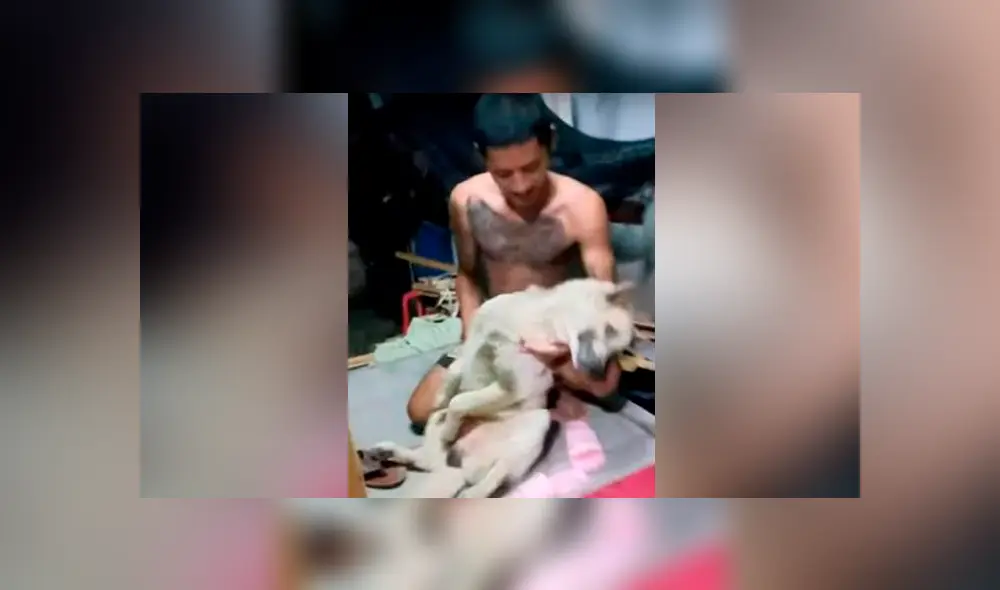 YouTube viral: perrito no quiso que dueño lo bañe y fingió su muerte [VIDEO]