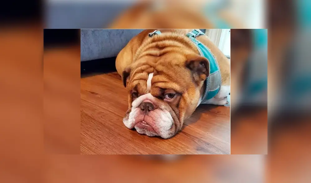 Desliza la imagen de Facebook para verlas todas.