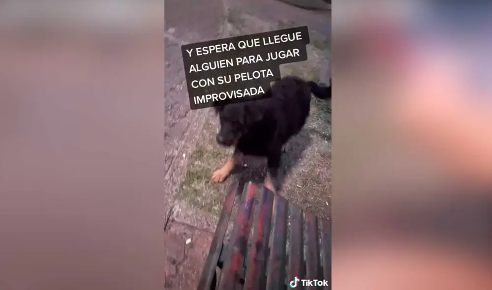 Desliza las imágenes para ver la peculiar escena que protagonizó este can callejero. Foto: captura de TikTok/presentado23adrian