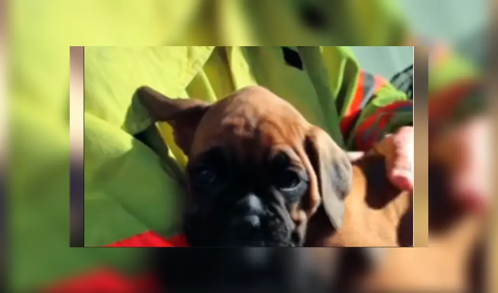 Bombero recata una caja del incendio y descubre que en el interior estaba una adorable criatura se es viral en Facebook. Bombero recata una caja del incendio y descubre que en el interior estaba una adorable criatura se es viral en Facebook.