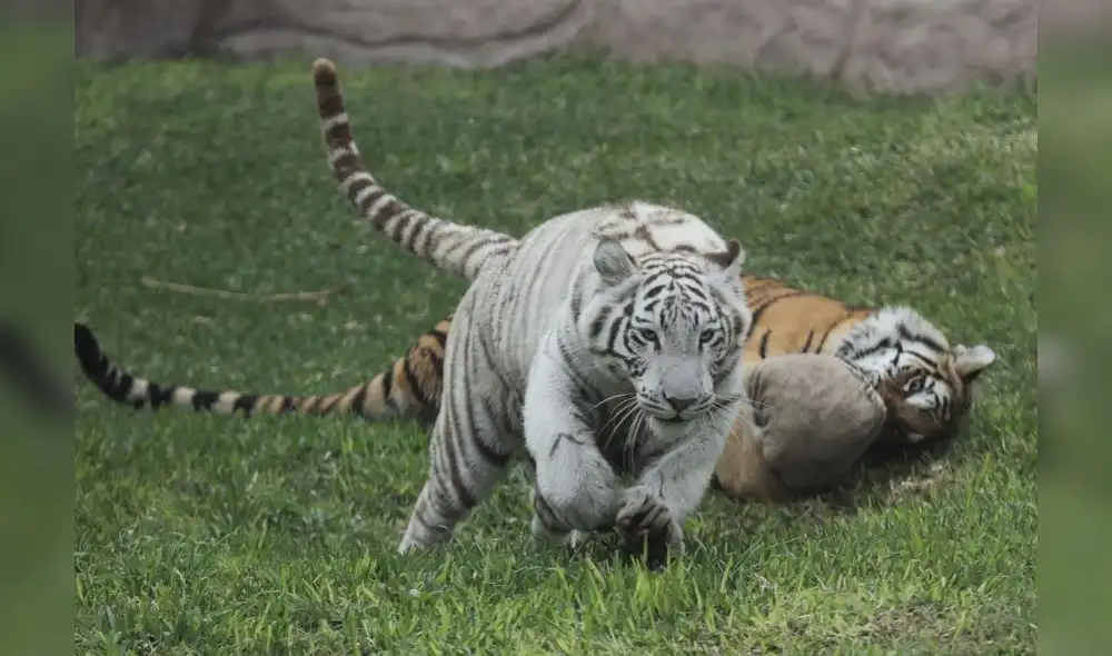 Parque de las leyendas presenta protocolo de Bioseguridad con miras a proxima reapertura. Fotos Jorge Cerdan Parque de las leyendas presenta protocolo de Bioseguridad con miras a proxima reapertura. Fotos Jorge Cerdan