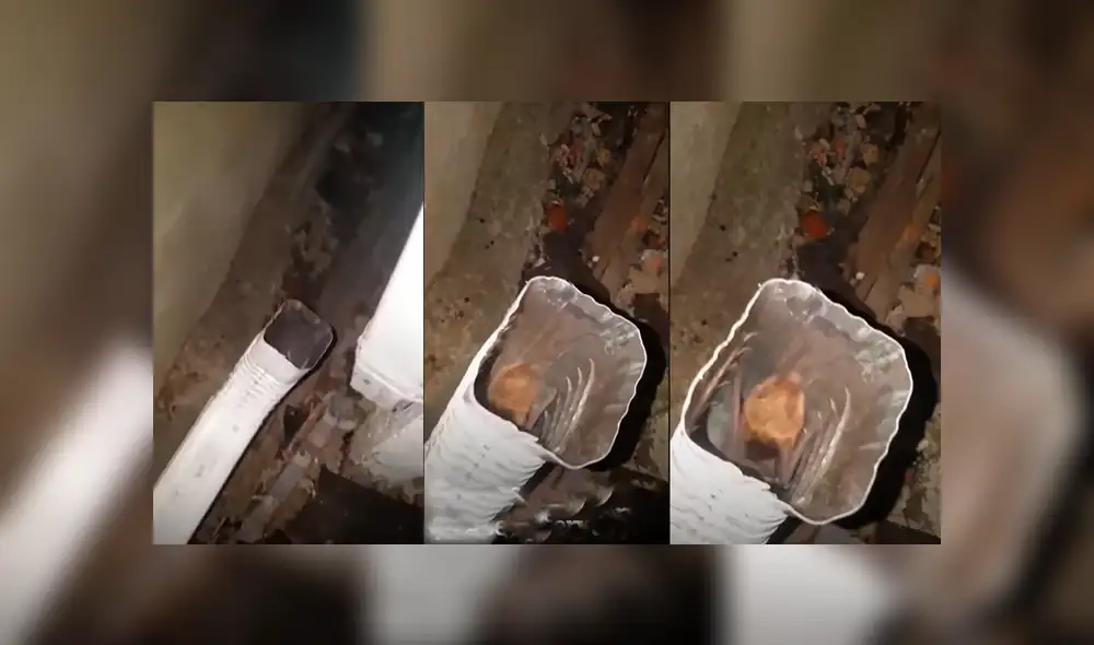 YouTube viral: escucha extraños ruidos en tubería, se asoma y descubre un extraño ‘visitante’ que genera ternura en miles YouTube viral: escucha extraños ruidos en tubería, se asoma y descubre un extraño ‘visitante’ que genera ternura en miles