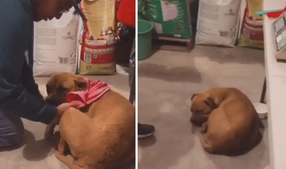 Desliza las imágenes para ver más detalles sobre esta conmovedora historia. Foto: captura de TikTok