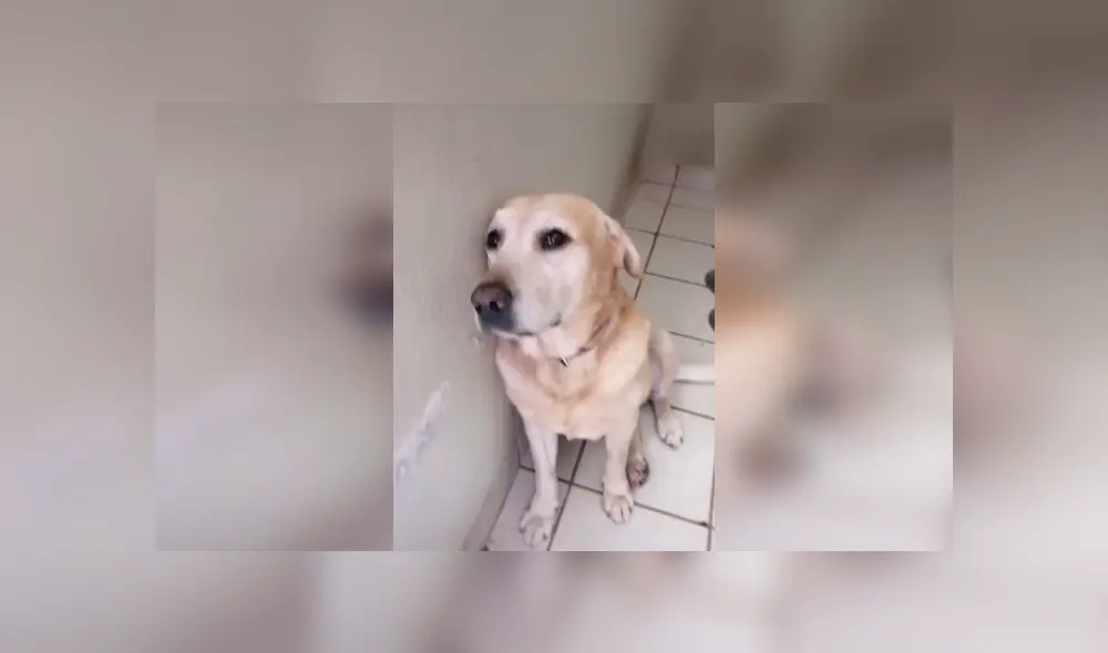 Desliza para ver el comportamiento del can cuando escucha que su dueña se ausentará de casa. (Foto: captura / TikTok)