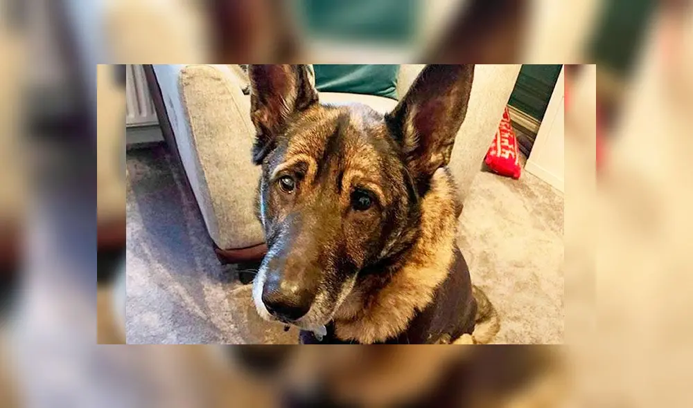 Operan a un perro y encuentran 80 centímetros de escarcha navideña en su estómago [FOTOS]