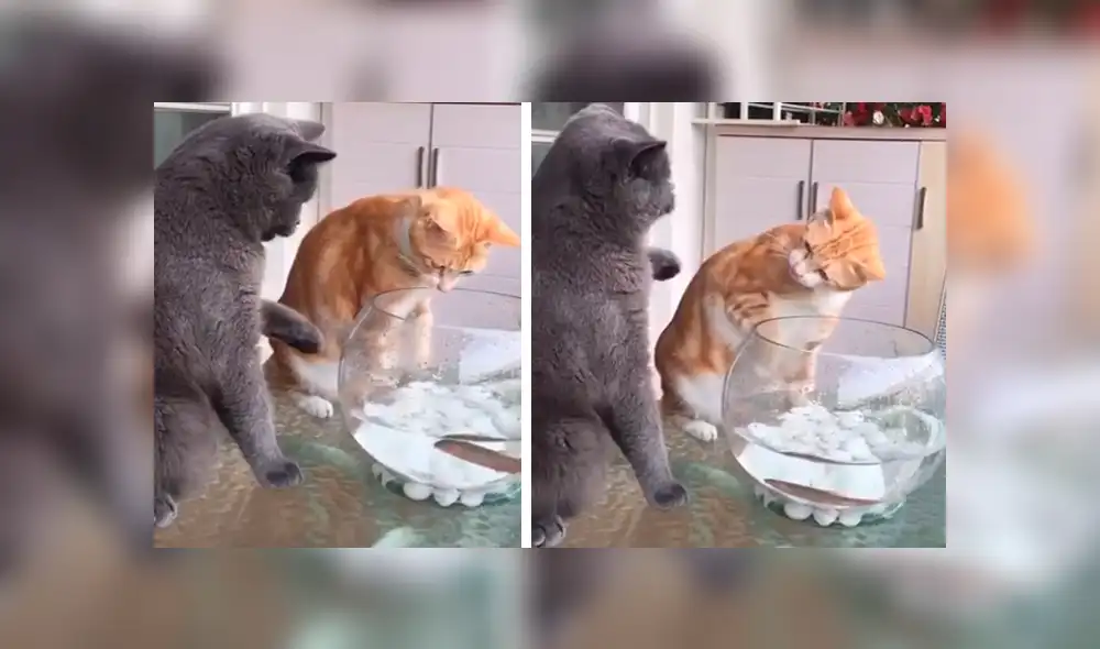 Facebook: Gato le resalta a su compañera que los peces son amigos y no comida