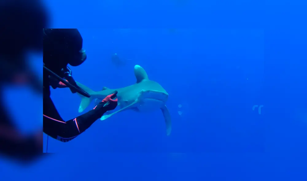 Valiente buzo ayuda a tiburón blanco.