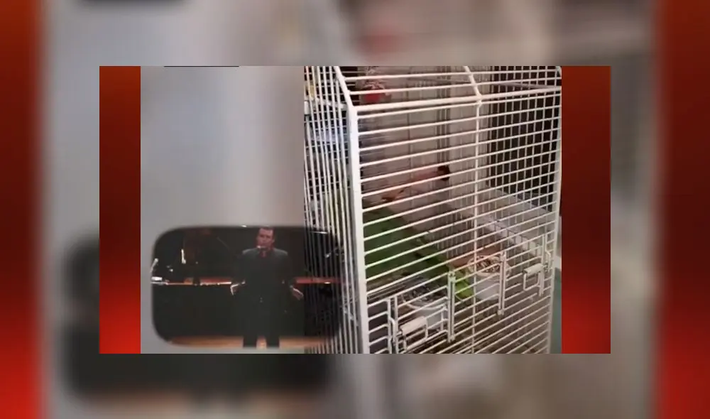 Desliza las imágenes para ver al pequeño loro que resultó ser un fanático de la ópera. Foto:  AFmedios/Captura