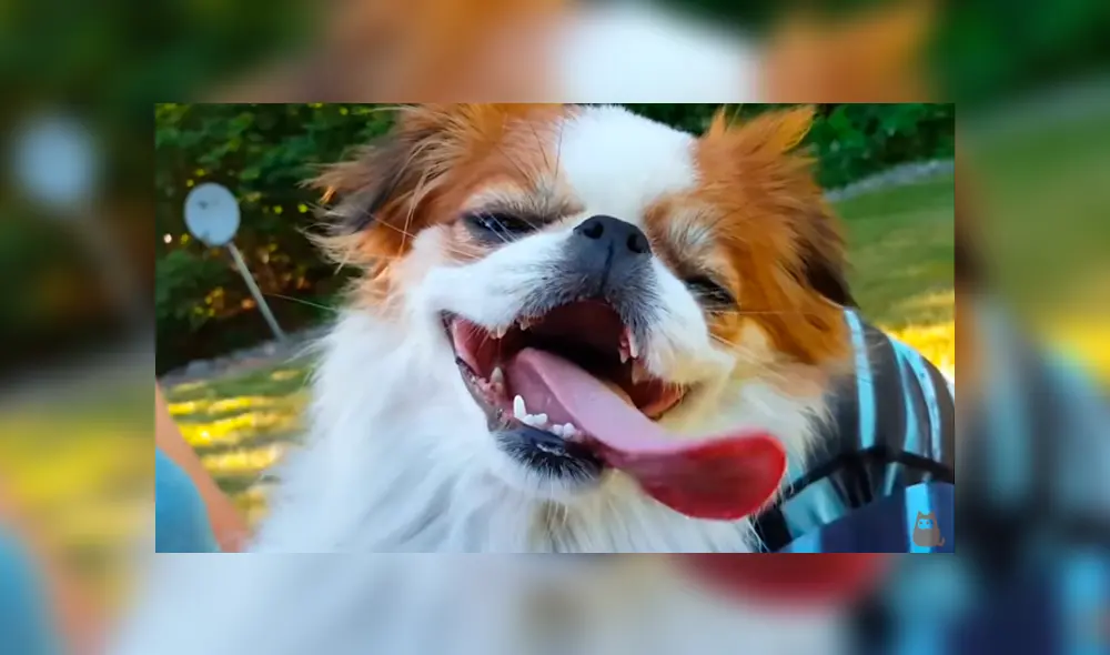 Desliza para ver los detalles de este video viral de YouTube. Foto: Captura.