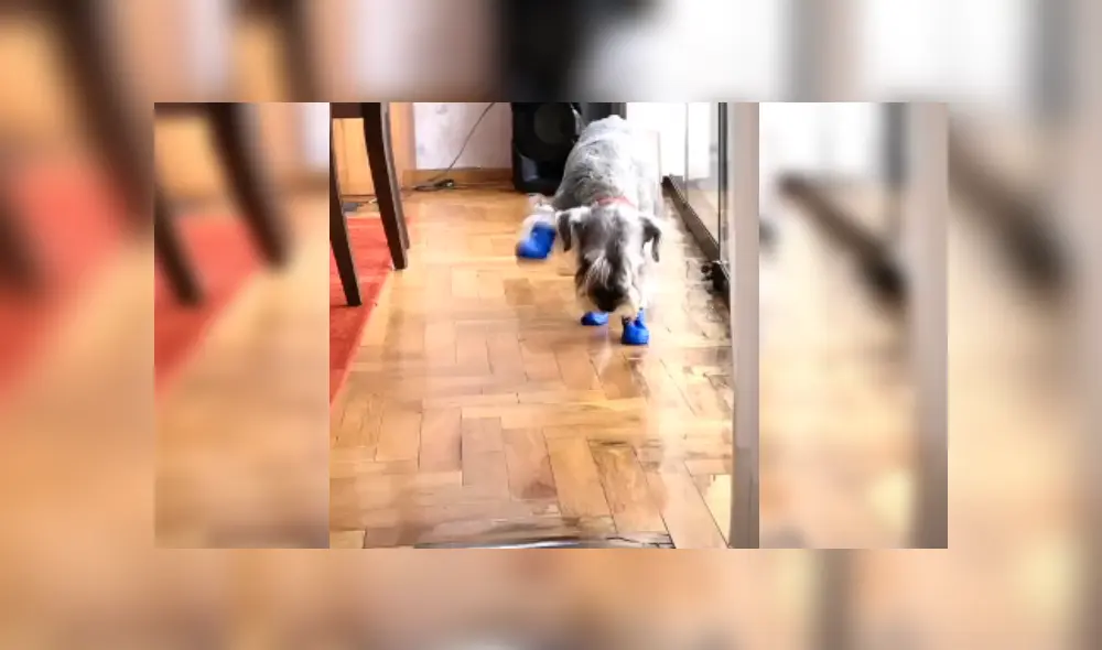 Desliza las imágenes para ver más sobre este curioso perrito que conmovió a miles en redes sociales. (Foto: captura) Desliza las imágenes para ver más sobre este curioso perrito que conmovió a miles en redes sociales. (Foto: captura)