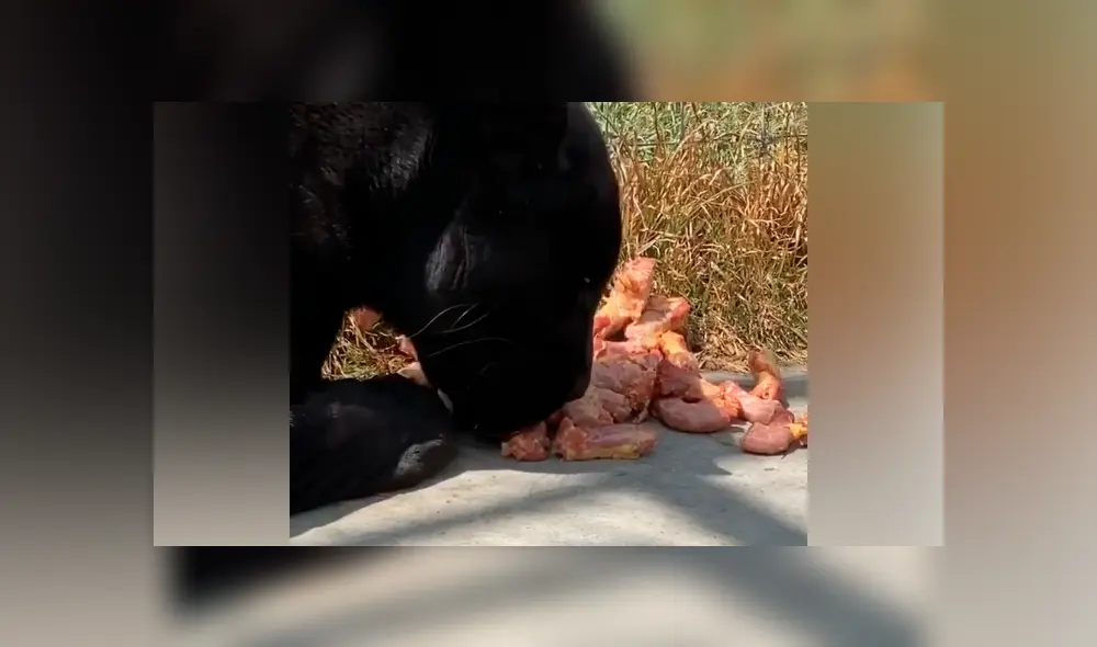 Desliza hacia la izquierda para ver la inesperada reacción de una pantera. Imágenes de Facebook.