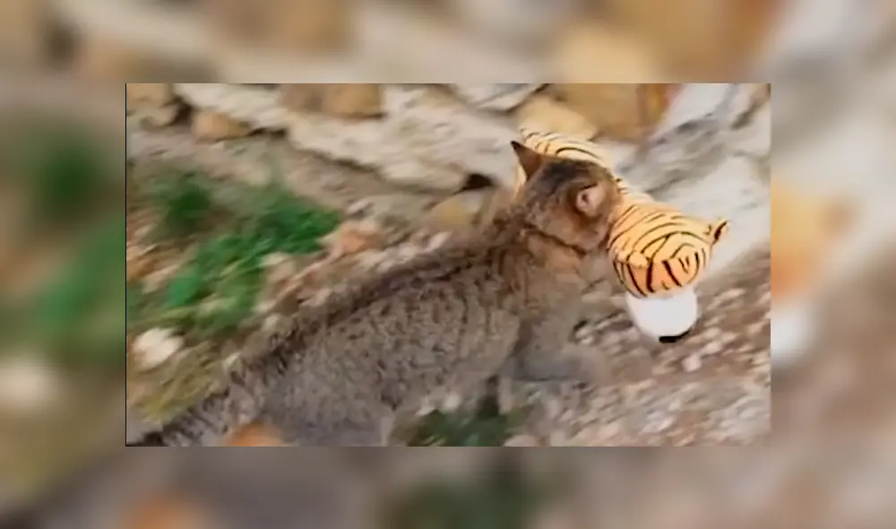 Facebook viral: gato roba el peluche de 'tigre' de su vecino para tener una épica pelea [VIDEO]