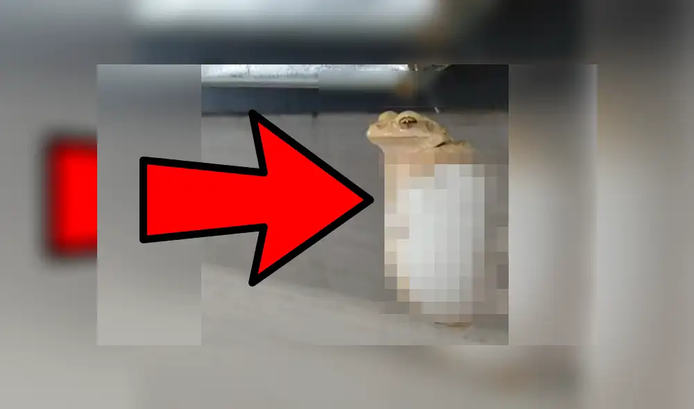 Astuta rana sorprendió a más de uno con una insólita artimaña para hallar un refugio parecido a su hábitat Astuta rana sorprendió a más de uno con una insólita artimaña para hallar un refugio parecido a su hábitat