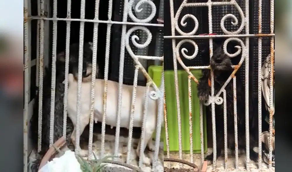 Perritos permanecen encerrados dentro del inmuebles. Vecinos también constataron el estado de los animales. Foto: Composición LR