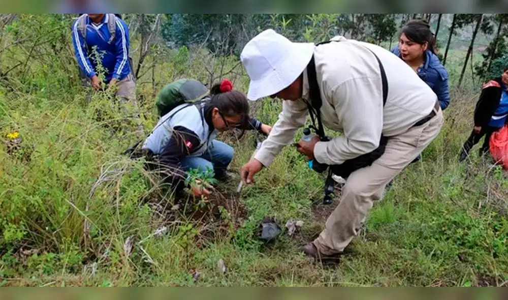 Sembraron plantones en zona de amortiguamiento de Machu Picchu.
