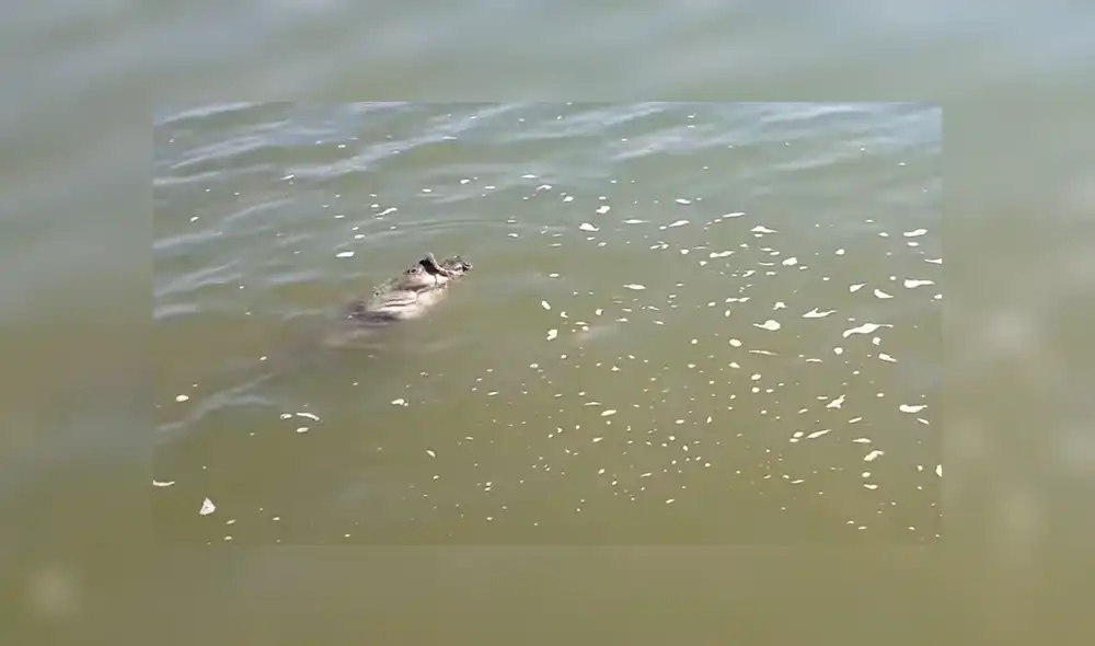 YouTube viral: gigantesco 'pez gato' aparece y encuentran increíble criatura en su interior [VIDEO]