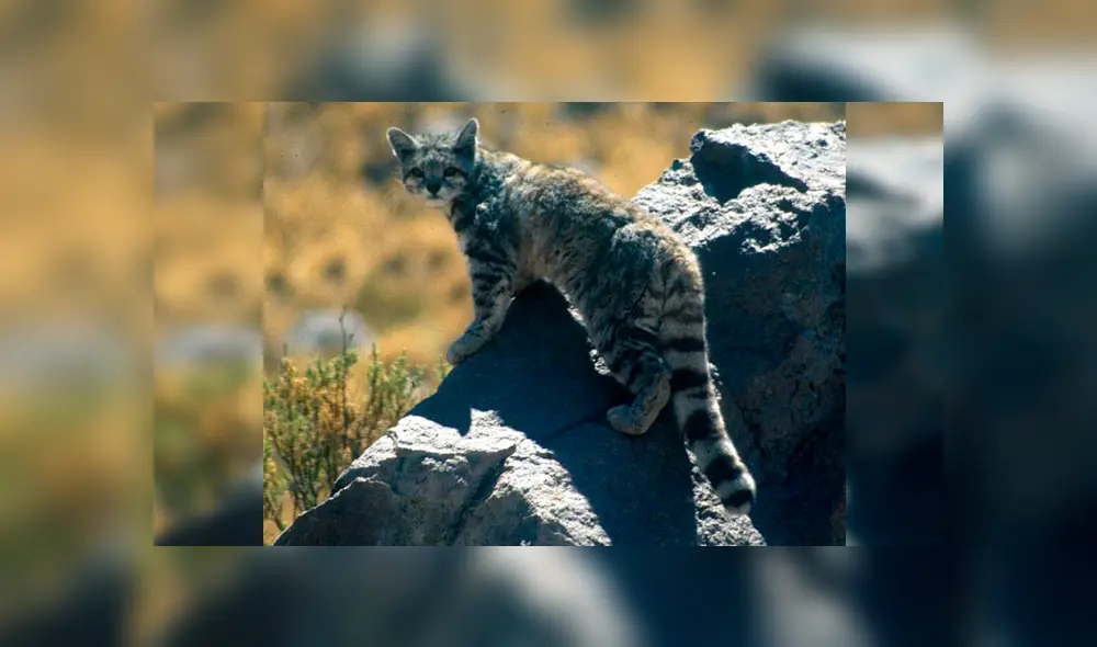 20 Animales en peligro de extinción y extintos en Perú 2019 [FOTOS]