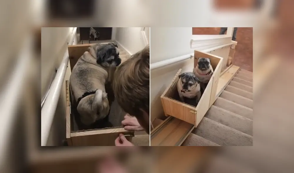 Una mujer decidió construir un salvaescalera para que sus perros puedan transportarse con facilidad. Foto: YouTube