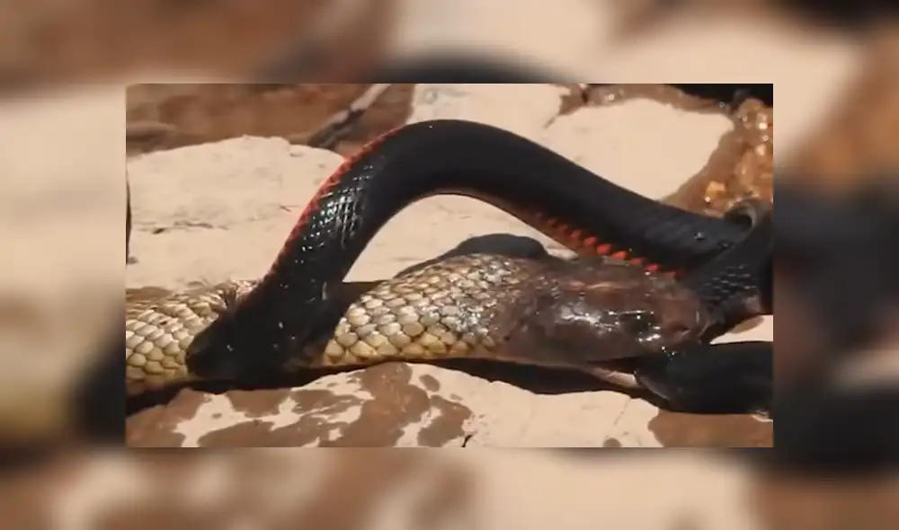 Facebook viral: gigantesca culebra canibal 'asesina' a pequeña criatura venenosa [VIDEO]
