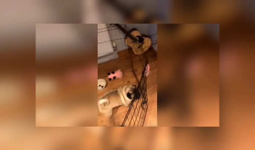 Desliza las imágenes para observar la inesperada reacción de un perro para llamar la atención de su dueña.