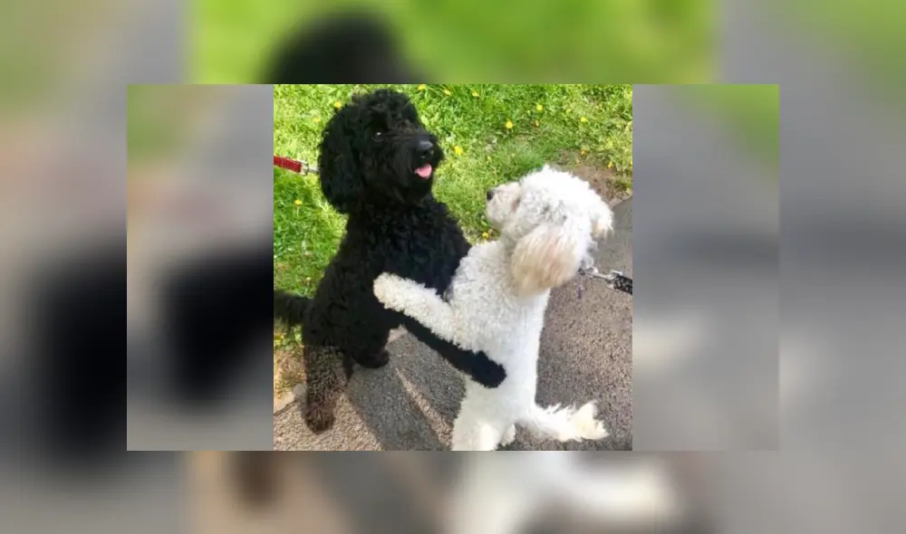 Desliza las imágenes para ver más detalles de este tierno reencuentro que ya es viral en Facebook. Desliza las imágenes para ver más detalles de este tierno reencuentro que ya es viral en Facebook.