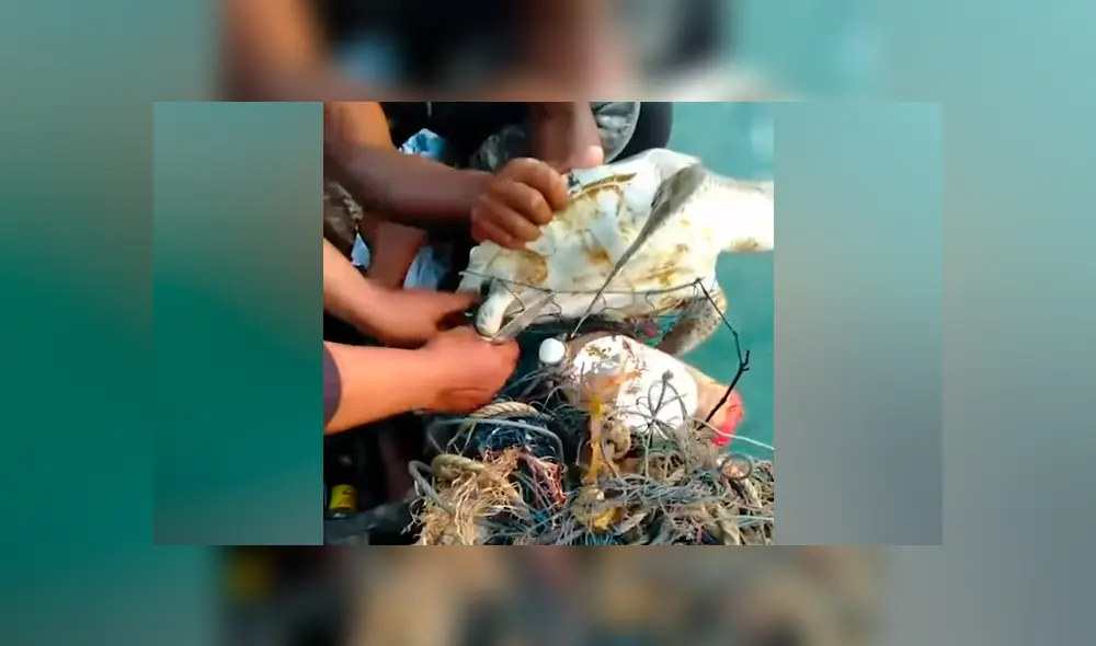 Pescadores sacan tortuga moribunda atascada entre cientos de redes, la liberan y sucede algo conmovedor [VIDEO] 