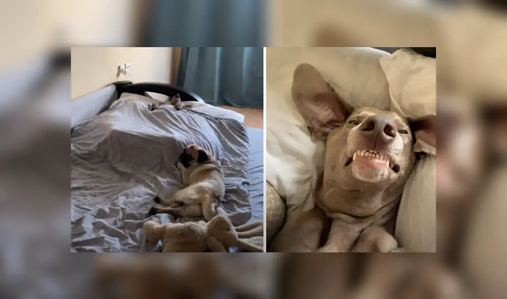 Desliza hacia la izquierda para ver las imágenes del viral de YouTube. Foto: Captura.