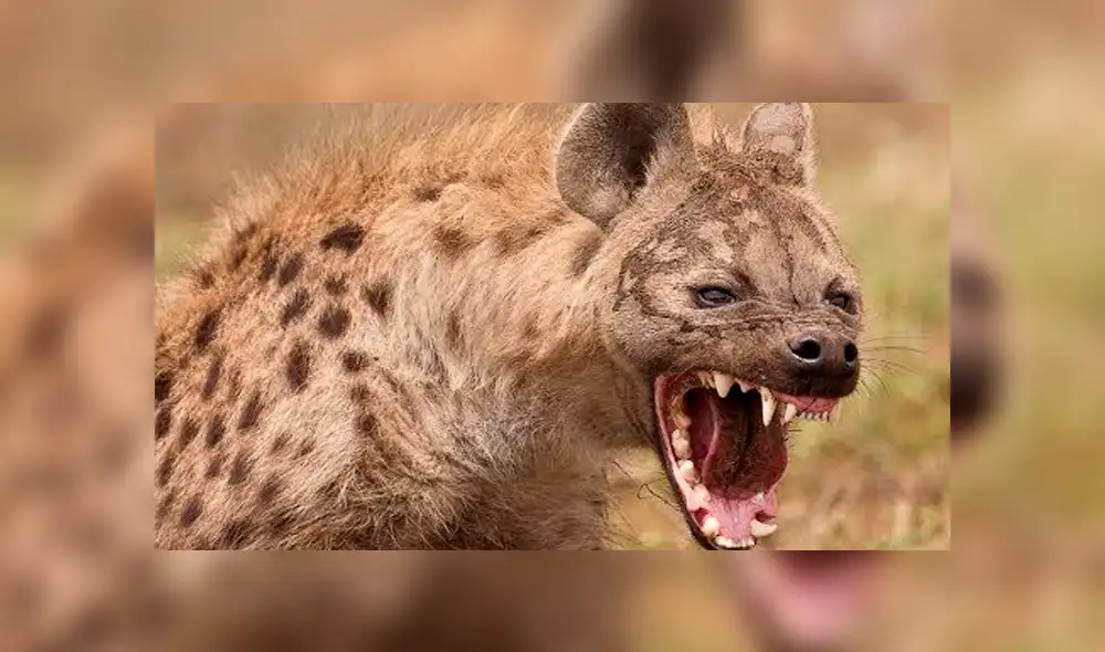 YouTube: Una hiena encontró la muerte al ingresar por error a un campo de leones [VIDEO]