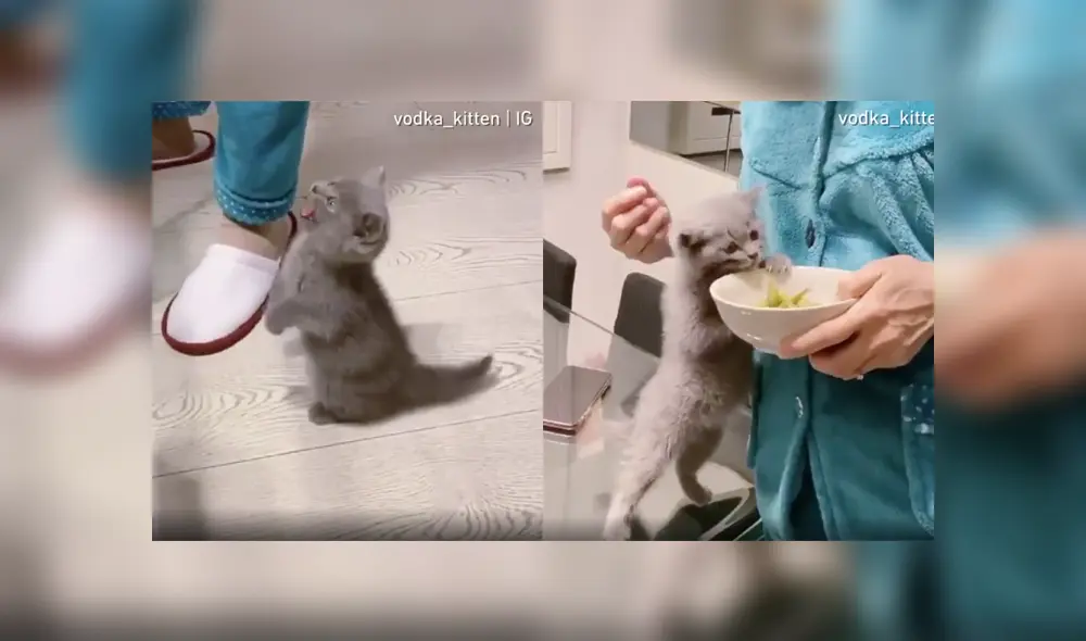 Desliza a la izquierda para ver más sobre este nuevo video viral de YouTube. Foto: Captura. Desliza a la izquierda para ver más sobre este nuevo video viral de YouTube. Foto: Captura.