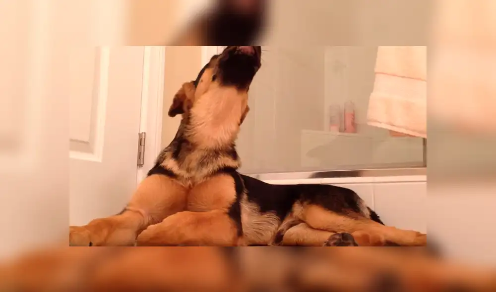 Un video viral de YouTube mostró el curioso talento de un pastor alemán a la hora de conquistar los corazones de los usuarios con su ‘don’ para cantar. Un video viral de YouTube mostró el curioso talento de un pastor alemán a la hora de conquistar los corazones de los usuarios con su ‘don’ para cantar.