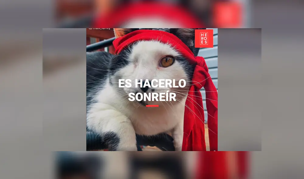 Desliza para ver fotos del gato que conmovió a todos en YouTube. Foto: Captura.