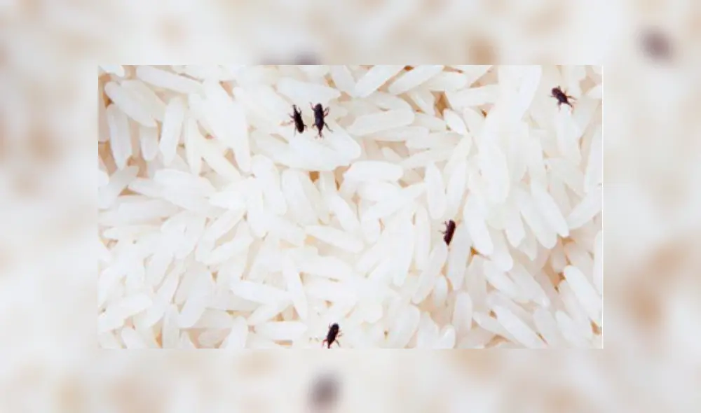 Los beneficiarios descubrieron la bolsa repleta de gorgojos. (Foto: Diario Federal)
