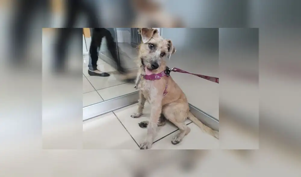 Mascota es hallada perdida en calle de Los Olivos 