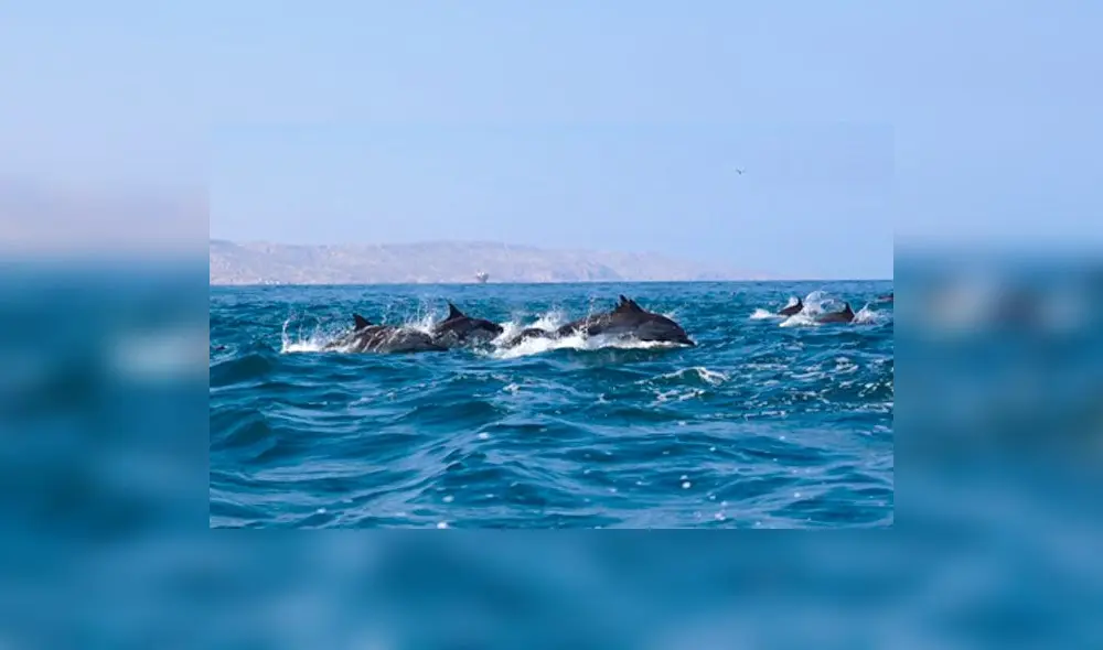 Lanzan tráiler de ‘Pacificum, el retorno al océano’, primera película sobre el mar peruano [VIDEO]