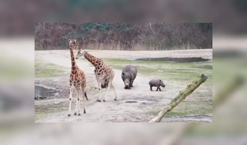 Desliza las imágenes para observar la tierna conducta de un rinoceronte cuando se encuentra por primera vez con otros animales. Desliza las imágenes para observar la tierna conducta de un rinoceronte cuando se encuentra por primera vez con otros animales.