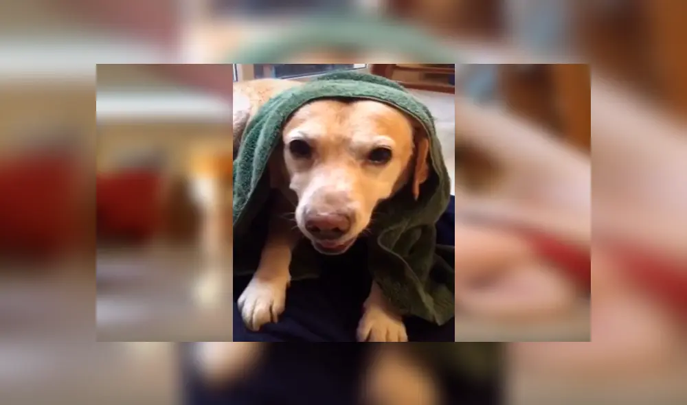 Desliza las imágenes hacia la izquierda para apreciar la singular acción de un perro para evitar que su dueña lo bañe.