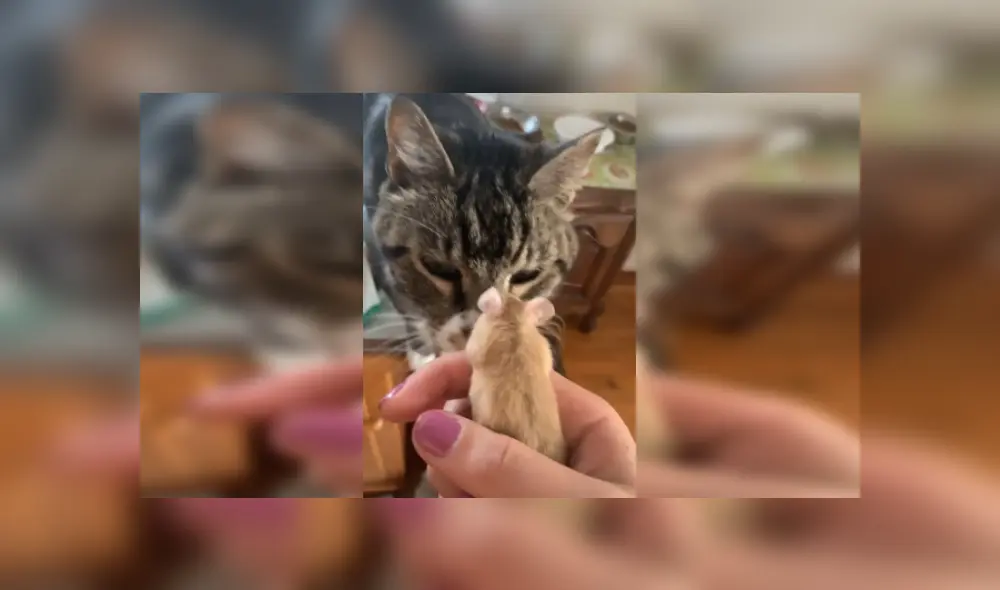 Desliza las imágenes para ver más sobre la increíble reacción del felino al conocer a su nuevo 'amigo'. (Foto: captura)