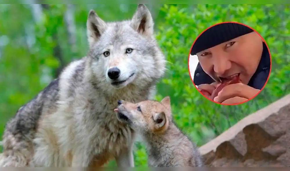  Cazador mata a una manada de lobos y se come el corazón del líder [VIDEO]  