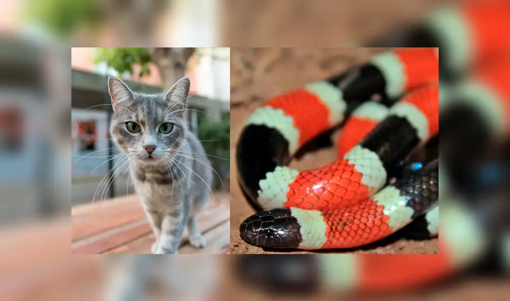 Video es viral en YouTube. El gato quedó cara a cara con la serpiente y no dudó en satisfacer su hambre con el peligroso reptil. Foto: Captura. Video es viral en YouTube. El gato quedó cara a cara con la serpiente y no dudó en satisfacer su hambre con el peligroso reptil. Foto: Captura.