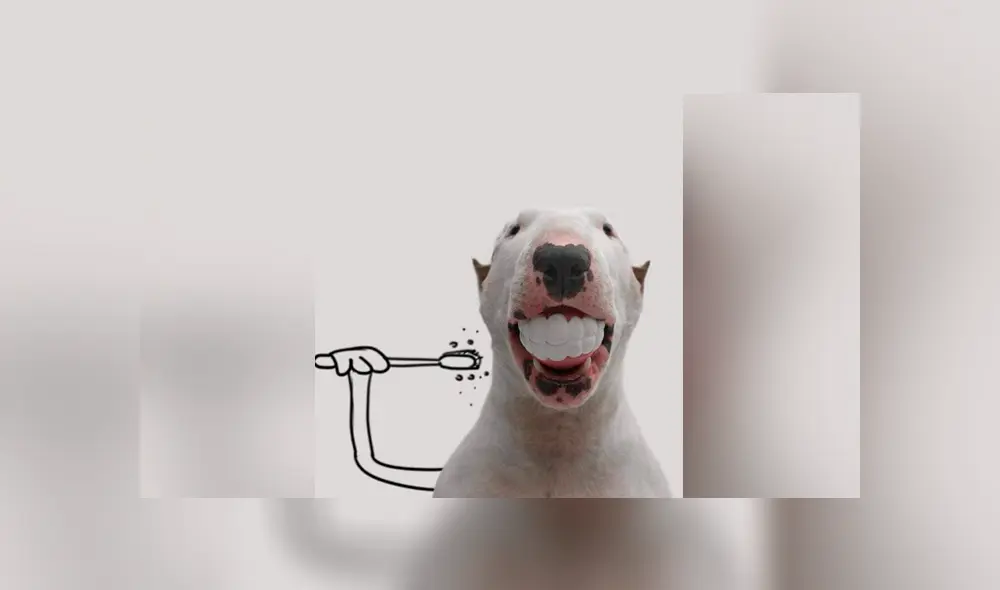 Facebook viral: le hace sesión fotográfica a su perro y divertido resultado enternece a miles Facebook viral: le hace sesión fotográfica a su perro y divertido resultado enternece a miles