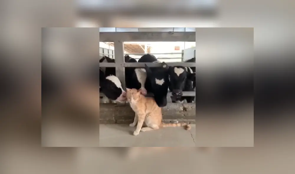 Desliza hacia la izquierda para ver más imágenes de la tierna escena protagonizada por unas cariñosas vacas y un felino. (Foto: captura)