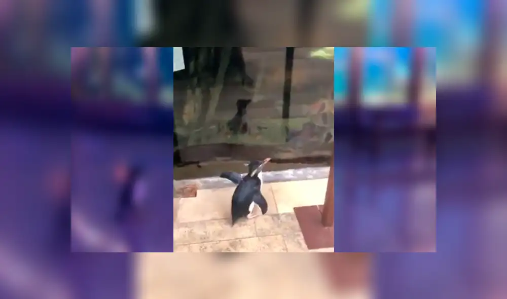 Desliza hacia la izquierda para ver más del video viral Desliza hacia la izquierda para ver más del video viral