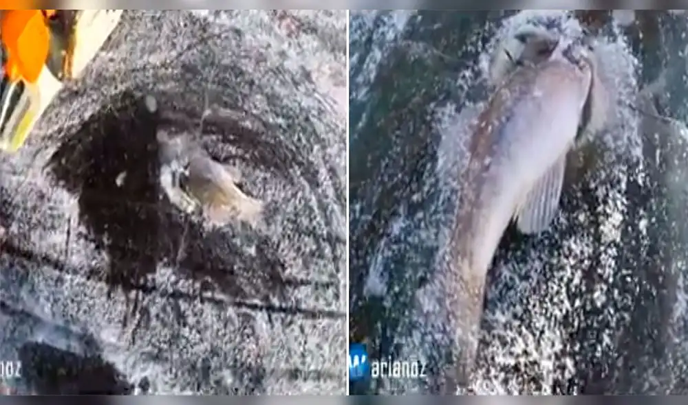 YouTube viral: Clip en el que hallan a un pez congelado en un lago sorprende a miles [VIDEO]