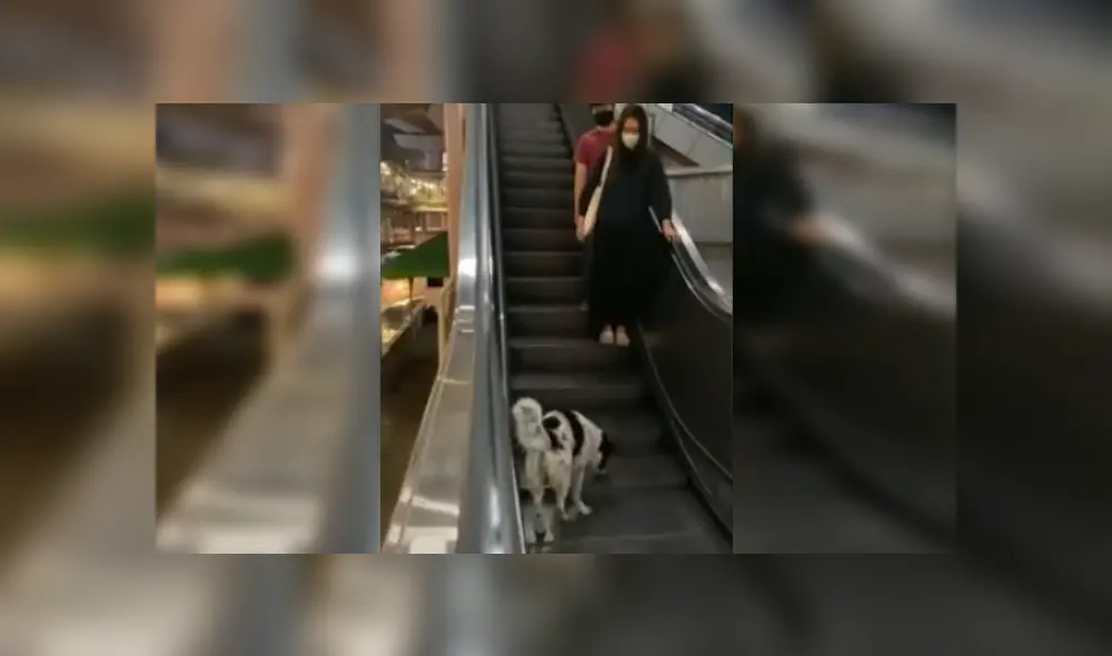 Desliza las imágenes para ver más del gracioso comportamiento que tuvo este perrito al probar las escaleras eléctricas. (Foto: captura)