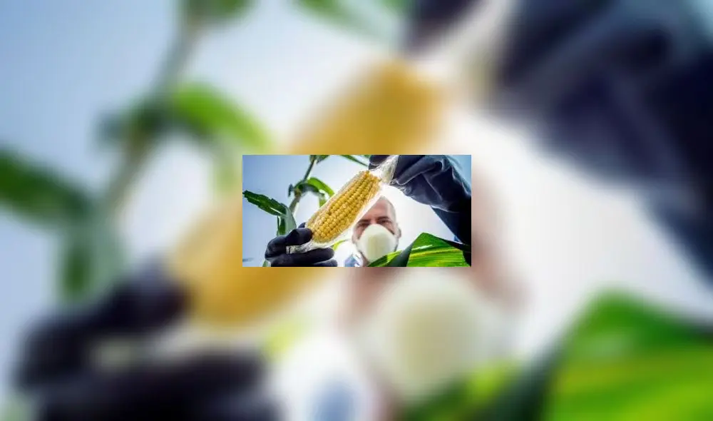 Cultivo y producción de transgénicos seguirá vetado en Perú hasta el 2035. Foto: Internet Cultivo y producción de transgénicos seguirá vetado en Perú hasta el 2035. Foto: Internet